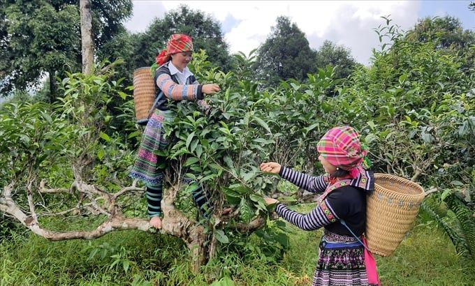 Phát triển sản phẩm OCOP nên ưu tiên trải nghiệm người dùng