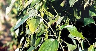 Thị trường hạt tiêu ngày 2/1: Giao dịch trầm lắng sau kỳ nghỉ lễ