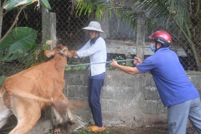 Tiêm vacxin hiệu quả nhờ những xilanh dài 1 mét