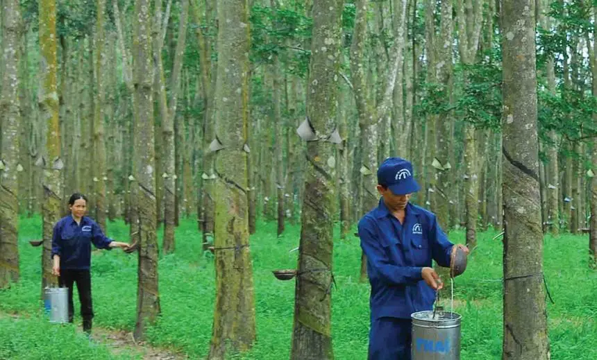 Giá cao su tiếp tục được dự báo lình xình ở mức thấp, kinh doanh khó khăn