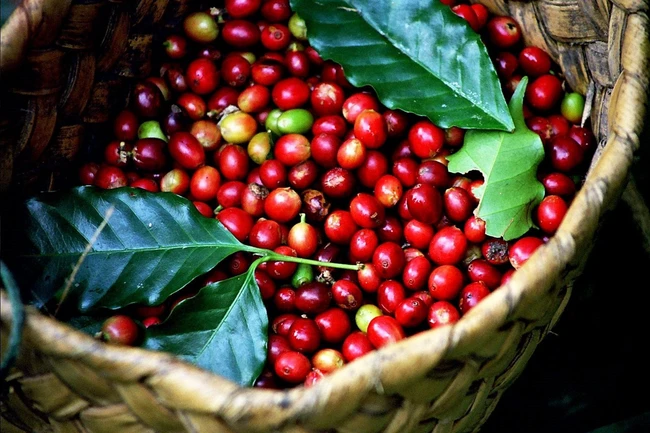 Giá cà phê ngày 3/1: Quay đầu giảm, giá Robusta thấp nhất hai tuần