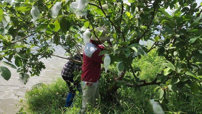 Vườn ổi hữu cơ 5ha trên cù lao không hóa chất