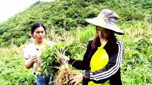 Lai Châu: Người dân xã Phăng Sô Lin khá giả nhờ trồng đương quy
