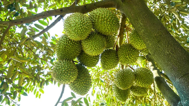 Giá sầu riêng ngày 4/1: Thị trường sầu riêng diễn biến lạ, sầu Thái tăng vọt, sầu Ri6 