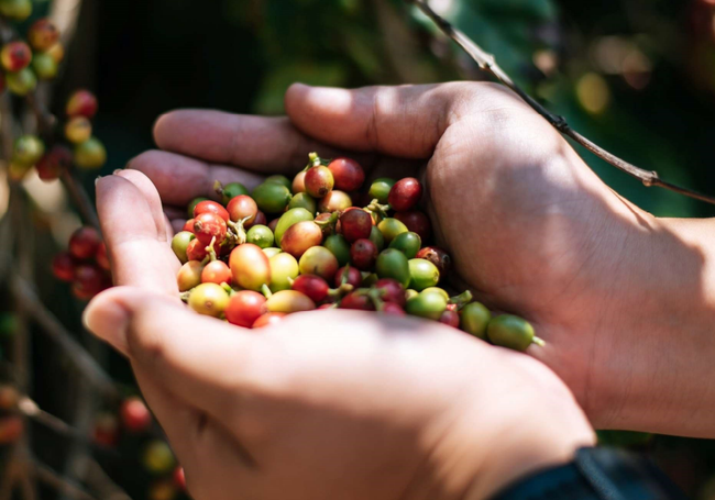 Giá cà phê hôm nay 4/1: Giá cà phê Robusta sụt giảm liên tiếp, rời ngưỡng 3.000 USD/tấn