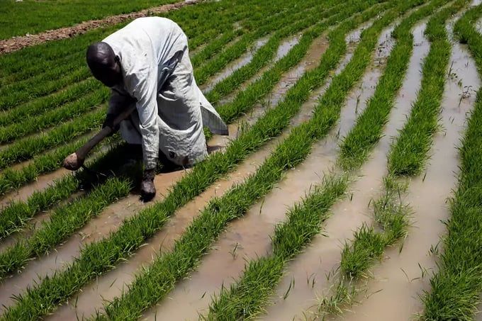 Nigeria: Mục tiêu sản xuất 34 triệu tấn gạo/năm và hợp tác với Việt Nam