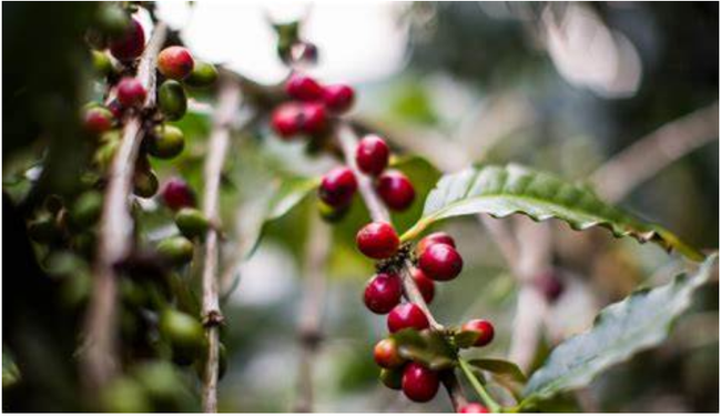 Giá cà phê ngày 5/1: Robusta bất ngờ tăng trở lại