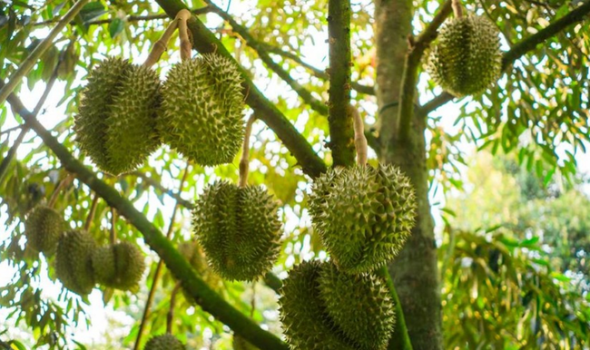 Giá sầu riêng ngày 5/1: Sầu riêng Thái, sầu Ri6 đồng loạt giảm