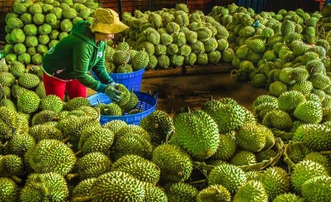 Rau quả hứa hẹn 6 tỷ USD