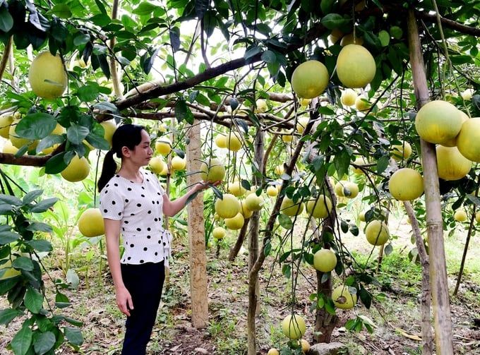 Giá thấp, nông dân chưa mặn mà với nông nghiệp tốt