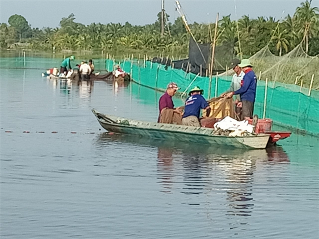 Ở một nơi Hậu Giang, dân nuôi cá ruộng, chả phải cho ăn, bắt vô số, cá lóc đồng, cá rô đồng bán đắt tiền