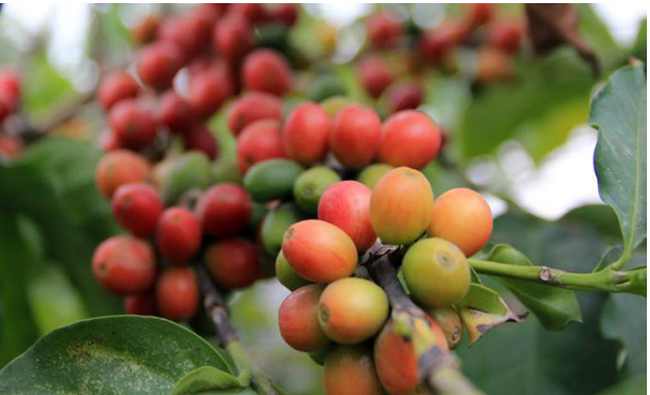 Giá cà phê ngày 6/1: Không dễ mua Robusta từ nhà nông, giá cà phê tiếp tục tăng vọt