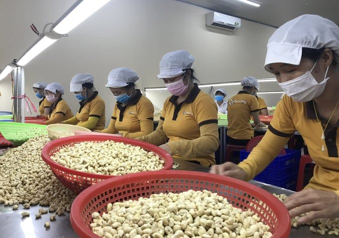 Xuất khẩu hạt điều vượt mốc 600 nghìn tấn