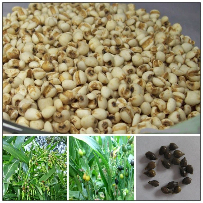 Ai muốn giảm cân, xinh đẹp thì cứ ăn loại hạt này càng nhiều càng tốt