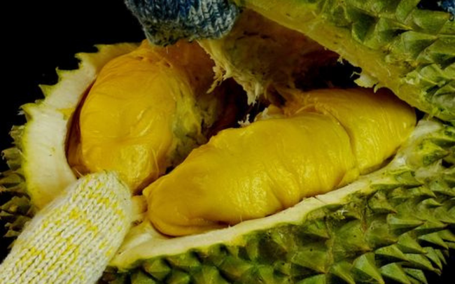 Giá sầu riêng ngày 7/1: Tết này nhiều nhà vườn trúng đậm bởi sầu riêng trúng mùa, trúng giá