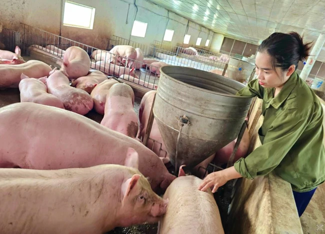 Xây dựng ngành chăn nuôi tự chủ, cân đối