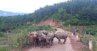 Hội Nông dân huyện Sìn Hồ: Đổi mới, nâng cao chất lượng, hiệu quả của Quỹ Hỗ trợ nông dân