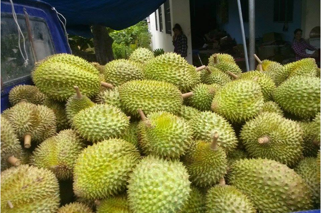 Giá sầu riêng ngày 9/1: Trung Quốc hút hàng, giá sầu riêng vẫn ổn định ở mức cao