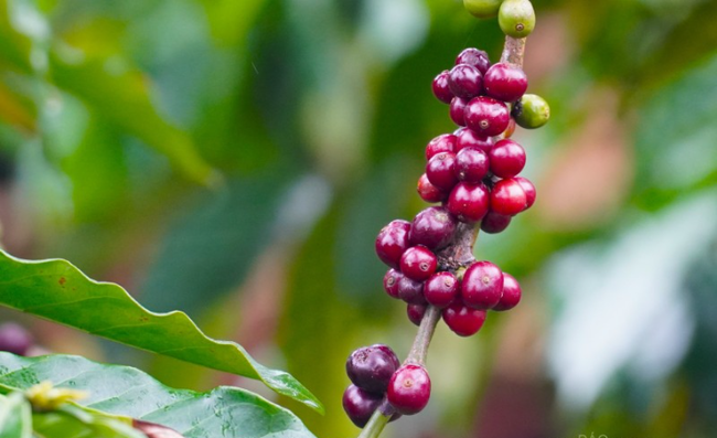 Giá cà phê ngày 9/1: Cà phê Robusta tăng giá lên mức cao nhất gần 2 tuần