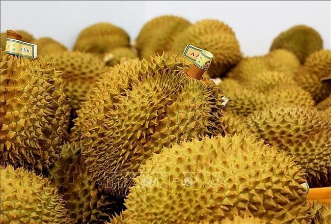 Giá sầu riêng ngày 10/1: Sầu riêng và kỳ tích xuất khẩu rau quả, trái cây