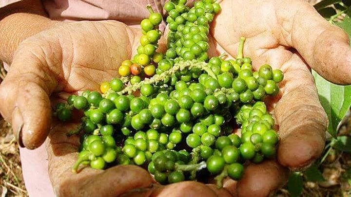 Giá hạt tiêu nội địa xuống mức thấp nhất một tháng, điều gì đang xảy ra?