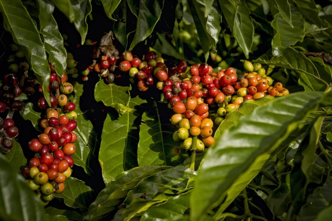 Giá cà phê ngày 10/1: Cà phê Robusta kỳ hạn đà tăng mạnh, trong nước giá cà phê đồng loạt tăng