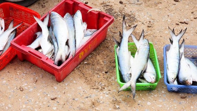 Đầu năm mới, ngư dân trúng đậm cá ngứa