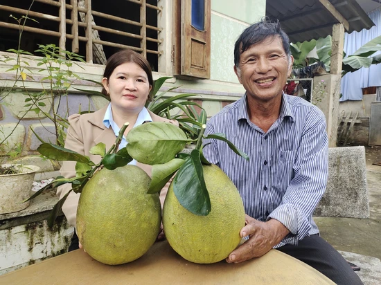 Trồng bưởi da xanh bán Tết, nông dân huyện An Lão, Bình Định thu 200 triệu đồng/năm