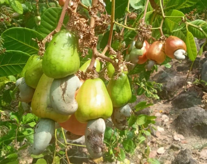 Lấy lại uy tín hạt điều Việt Nam