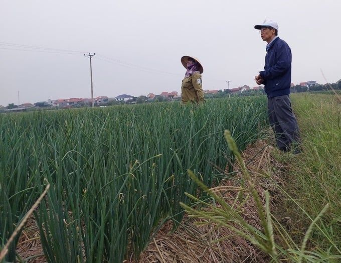 Độ ẩm đất thích hợp cho cây hành vụ đông