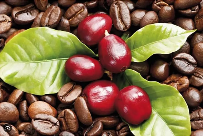 Giá cà phê ngày 12/1: Robusta điều chỉnh sau chuỗi tăng liên tiếp, cà phê trong nước giảm đồng loạt
