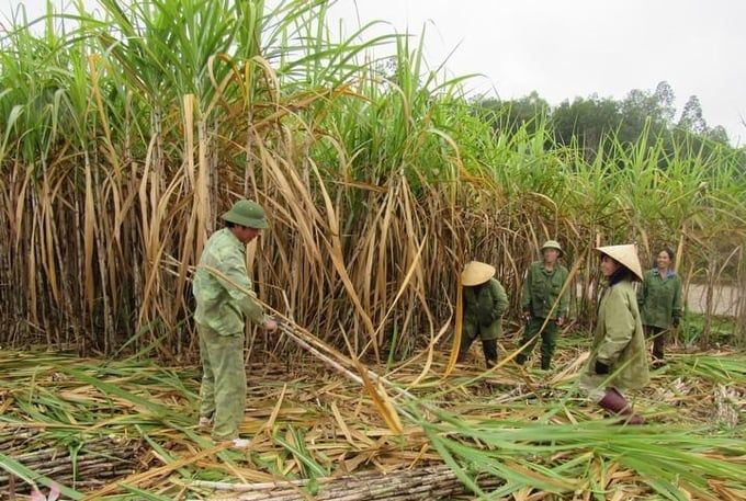 Vụ mía '3 được' của Nghệ An