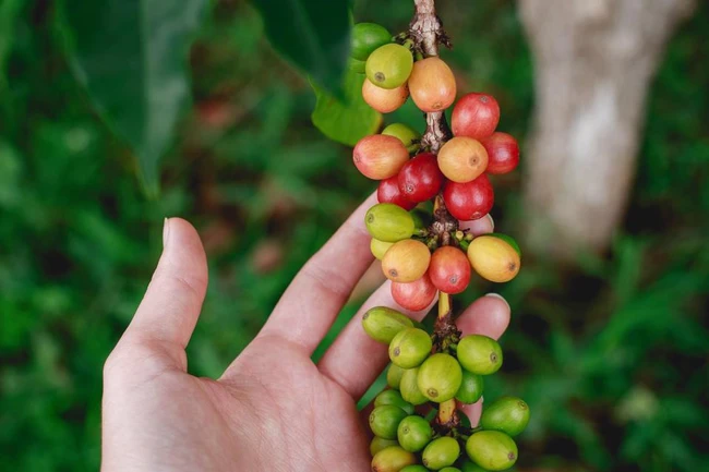 Giá cà phê ngày 13/1: Giá cà phê vẫn đi xuống