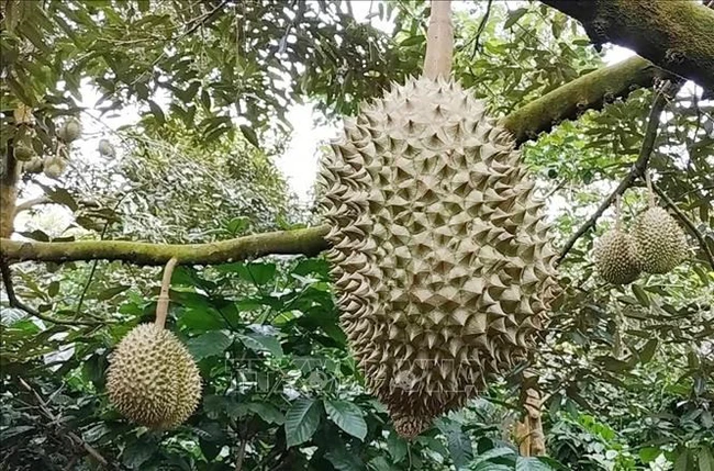 Giá sầu riêng ngày 13/1: Đơn hàng dồn dập, xuất khẩu sầu riêng hướng tới mục tiêu 3,5 tỷ USD