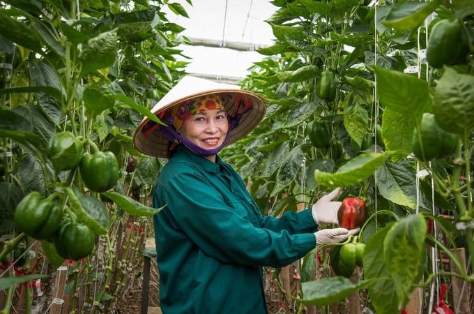 Những thất thu không đáng có trong sản xuất giống rau