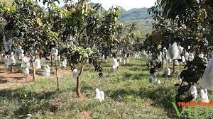 Ý Đảng, lòng dân trong xây dựng nông thôn mới ở xã Sặp Vạt