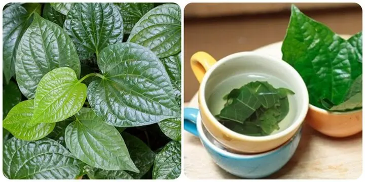 Bất ngờ về tác dụng của lá lốt, cây lá lốt chữa bệnh gì?