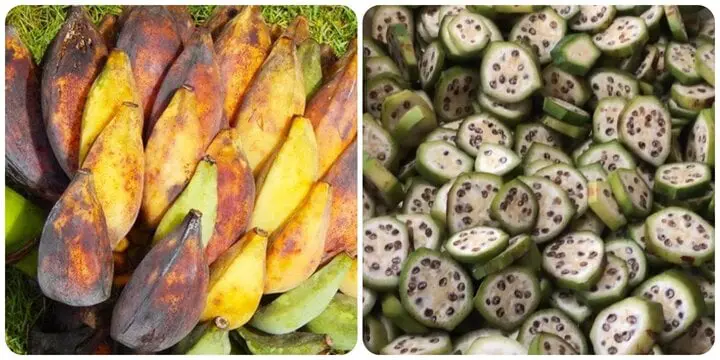 Chuối hột có tác dụng gì mà lại được dùng làm thuốc phổ biến trong y học cổ truyền?