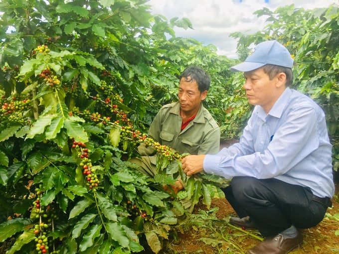 Giống cà phê THA1 cho năng suất cao
