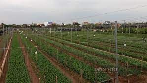 Làng trồng hoa lớn nhất tỉnh Nam Định tất bật vào vụ, thương lái khắp nơi kéo đến mua