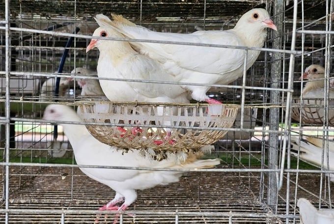 Trang trại nuôi bồ câu Pháp khép kín, doanh thu mỗi tháng 2 tỷ đồng