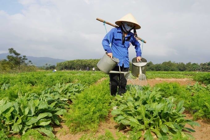 Vùng xanh trên cồn nổi