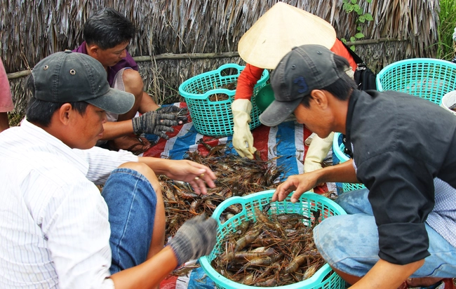 Nông dân Cà Mau thi nhau lội ruộng bắt con tôm mình xanh càng dài bán với giá cao