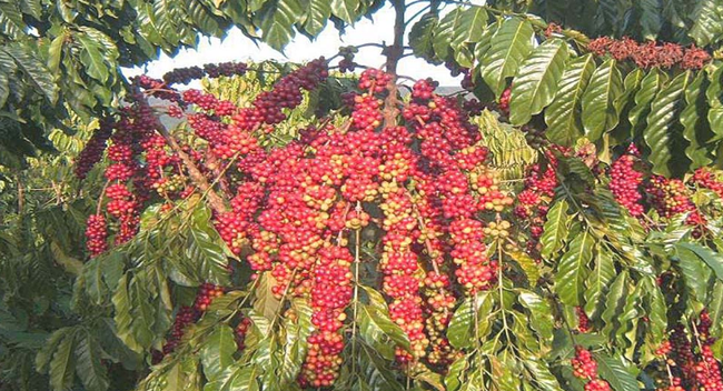 Giá cà phê ngày 16/1: Tình hình Biển Đỏ khiến cà phê Robusta đạt mức giá cao nhất lịch sử