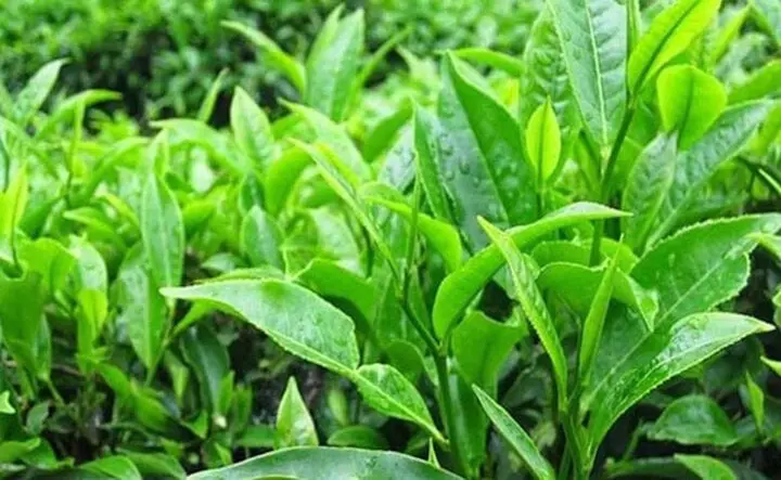 Bất ngờ về tác dụng của lá trà xanh, lá trà xanh chữa bệnh gì?