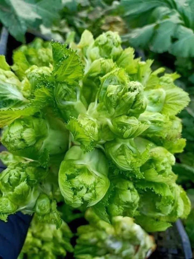 Rau mầm đá chỉ có một lần mùa lạnh, giá tới 100.000 đồng/kg, nhiều người tìm mua vì 1 công dụng này