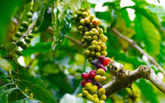Giá cà phê ngày 17/1: Cà phê cà phê Arabica tại New York tiếp tục tăng, cà phê trong nước sắp lập đỉnh mới