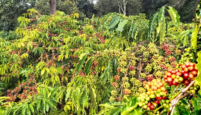 Giá cà phê ngày 18/1: Nhu cầu mạnh mẽ mà nguồn cung cà phê Robusta vẫn khan hiếm