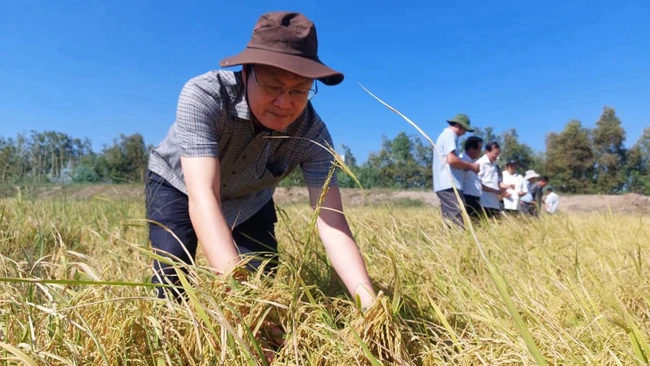 Trồng lúa mùa nổi như thời ông bà, nông dân một huyện ở Long An bán giá cao vẫn đắt hàng