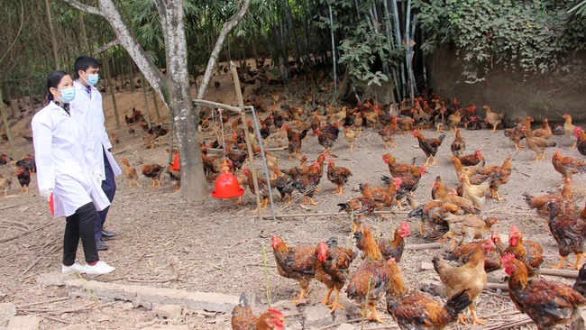 Một huyện của tỉnh Bắc Giang sắp tung ra thị trường Tết 2,2 triệu con gà đặc sản, giá đang tăng từng ngày